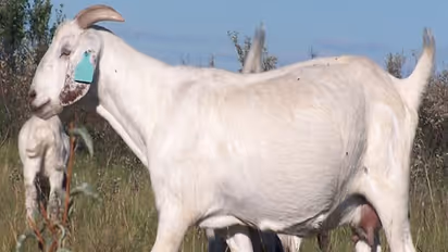  ஆடுகளுக்கு பச்சை குத்தி அடையாளங்கள் ஏற்படுத்துவது ஏன் தெரியுமா?