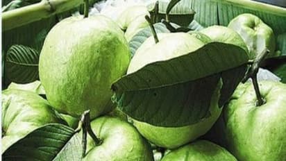 குறைந்த காலத்தில் அதிக மகசூல் ஈட்ட கொய்யா சாகுபடிதான் சிறந்தது…