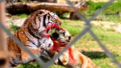 യജമാനനെ രക്ഷിക്കാന് പൊരുതി സ്വന്തം ജീവിതം ബലിയര്പ്പിച്ച നായ