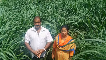 ഇവര്ക്ക് വരുമാനം 'പുല്ലാണ് '