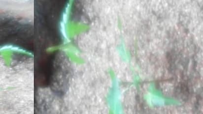 ಗಿರಿಗಟ್ಲೆಯಂತೆ ತಿರುಗುತ್ತದೆ ಬೇವಿನ ಗಿಡ: ಯಾರಿಗೂ ಗಿಡವನ್ನು ಮುಟ್ಟುವ ಧೈರ್ಯವಿಲ್ಲ