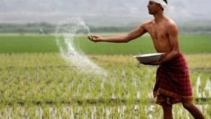 இப்படி விதை, நாற்று நேர்த்தி செய்தால் அதிக விளைச்சல் கிடைக்கும்…