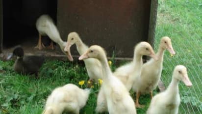 வாத்து வளர்க்க விரும்புவோர் அவற்றை எப்படி பராமரிக்கணும்னு தெரிஞ்சுக்க இதை வாசிங்க..