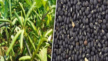 உளுந்து சாப்பிடுவதால் ஏற்படும் நன்மைகள்: