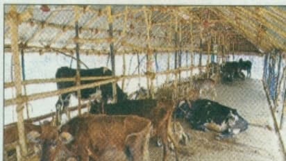 மாட்டு கொட்டகையை எப்படியெல்லாம் பராமரிக்கலாம். தெரிஞ்சுக்குங்க உங்களுக்கு உதவும்...