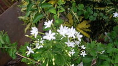 முல்லை பூவை கொண்டு தொப்பையை குறைக்கலாம்; பொடுகை போக்கலாம். எப்படி?