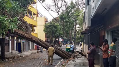 Bengaluru rains: 40 kites lose their life, home as 250-year-old fig tree crashes down