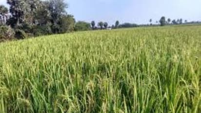 நிலங்களுக்கு பசுந்தாள் உரமிடுவதால் இவ்வளவு நன்மைகளா?