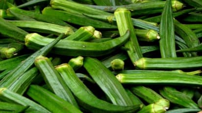 வெப்பத்தை தாங்கி வளரும் வெண்டையை சாகுபடி…