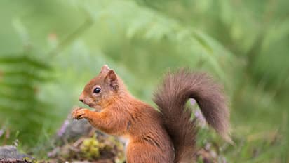 ఉడుత మాంసం తిన్న దంపతులు... ఊరు వదిలిపోతున్న గ్రామస్థులు