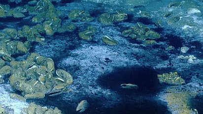 മരണം വിതയ്ക്കുന്ന കടലിനടിയിലെ തടാകം, ഭൂമിയില് ജീവന് നിലനിര്ത്തുന്നതില് നിര്ണായകമെന്ന് റിപ്പോര്ട്ട്