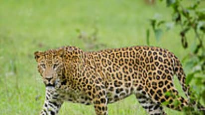 அதிகரிக்கும் சிறுத்தைப் புலியின் நடமாட்டத்தால் தங்களது நடமாட்டத்தை குறைத்து கொண்ட மக்கள்...