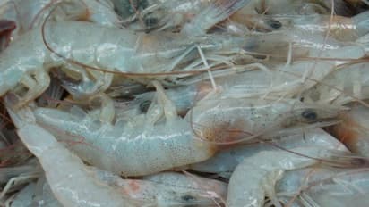 நெல் வயலில் நன்னீர் இறால் சமகால வளர்ப்பு முறையில் இப்படிதான் வளர்க்கணும்...