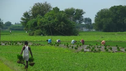 ஆடிப்பட்டம், மாசிப்பட்டம்னு சொல்றோமே இதில் பட்டம் என்றால் என்ன தெரியுமா?