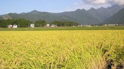 இந்த நெல் ரகத்தில் குலைநோய் தாக்குதலைக் கட்டுப்படுத்த இதுதான் சரியான வழி..