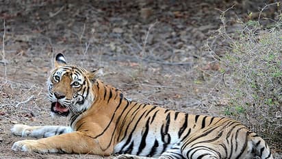 Tigress Avni’s death pits sharp shooter against Maneka Gandhi, while wildlife vet says he will drag him to court