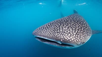 Weighing 800 kg, rare whale shark washed ashore near Rameswaram coast