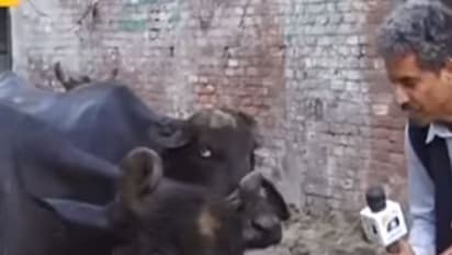 പോത്തിന്‍റെ ഇന്‍റര്‍വ്യൂ എടുക്കുന്ന വാര്‍ത്ത റിപ്പോര്‍ട്ട്