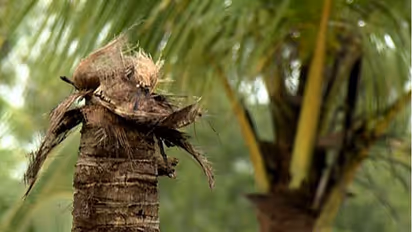 ತೆಂಗಿನ ಮರಕ್ಕೆ ರೈನಾಸಿರಸ್ ದುಂಬಿ ಕಾಟ, ಇಳುವರಿಯಲ್ಲಿ ಇಳಿಕೆ