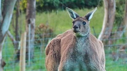Is this the buffest-looking kangaroo you have ever seen?