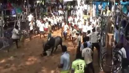 சாதனைக்காக நடத்தப்பட்ட ஜல்லிக்கட்டில் விபரீதம் - காளை முட்டி பார்வையாளர் பலி