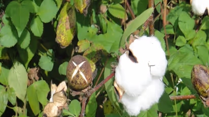 பருத்தி சிவப்பு நிறமாக மாற இதுதான் காரணம்; இந்த குறைப்பாட்டுக்கு தீர்வு இதுதான்...