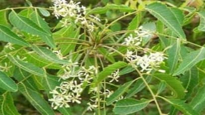 வேப்பம் பூவில் பொதிந்து கிடக்கும் அற்புத மருத்துவ பயன்கள்…