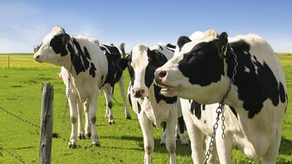 ಗಡಿದಾಟಿ ಬೇರೆ ದೇಶಕ್ಕೆ ಹೋದ ಹಸುವಿಗೆ ಗಲ್ಲು!