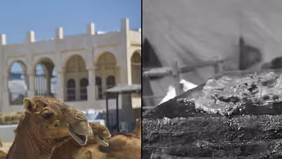 Camel meat sold under nose of BBMP’s Animal Husbandry Department; officials ignore smell