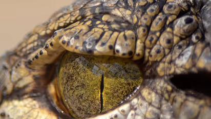 യേശുവിന്റെ അത്ഭുത പ്രവര്ത്തി അനുകരിക്കാന് ശ്രമം; ഉപദേശിയെ മുതല തിന്നു