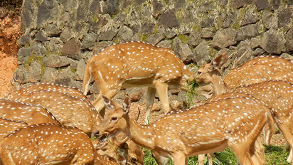 Is state-run Ayurveda firm planning sex booster from antlers?