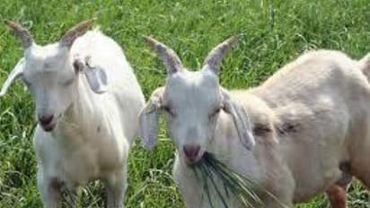 பொலி கிடாக்களை இந்த முறையில் தேர்வு செய்வதுதான் சரி...