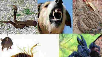 உங்களுக்குத் தெரியுமா? எந்த விஷக்கடியாக இருந்தாலும் ஐஸ், வெந்நீர் ஒத்தடம் தரக் கூடாது…