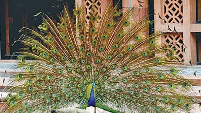 Who should bring peacocks to Vidhana Soudha park Horticulture or Forest Department?