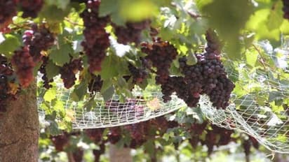 திராட்சை சாகுபடியில் நோய் மற்றும் பூச்சிக் கட்டுப்பாடு. அதுவும் இயற்கை வழியில்…