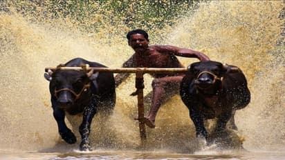 எருமை மாட்டு பந்தயம் நடத்த அவசரச் சட்டம் தயாராகிறது கர்நாடக மாநிலம்