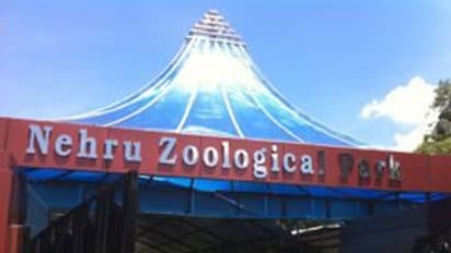 Nehru Zoo Park: జూ పార్క్‌లో ఏనుగు బీభత్సం విషాదం.. ఆహారం పెడుతుండగా మావటిపై..  