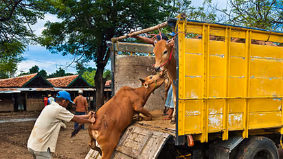 ಗೋ ಮಾರಾಟ ನಿಷೇಧ ವಾಪಸ್ ಇಲ್ಲ