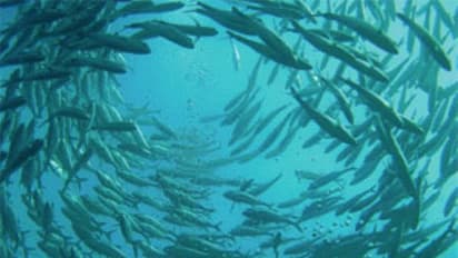 மீன் வளம் குறித்து இந்த கேள்விகள் எல்லாம் அடிக்கடி கேட்கப்ப்டுகிறது...