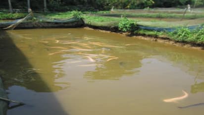 சின்ன குளத்தில் மீன்களை எப்படியெல்லாம் வளர்க்கலாம். இதை வாசிச்சு தெரிஞ்சுக்குங்க...