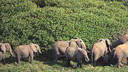 కుప్పంలో ఏనుగుల గుంపు బీభత్సం... అన్నదాతల ఆందోళన