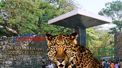 Wild leopard barges into Mysuru Zoo, no entry to public