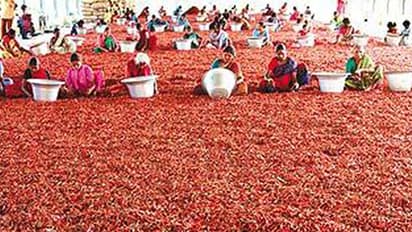 ఆరుతడి పంటలతో అనూహ్య లాభాలు.. మిర్చితో మూడు నెలల్లో రూ. 6 లక్షల ఆదాయం.. ఈ రైతు సక్సెస్ స్టోరీ ఇదే