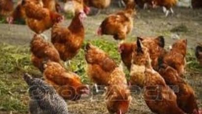 நாட்டுக் கோழிகளை வளர்ப்பது எப்படி?