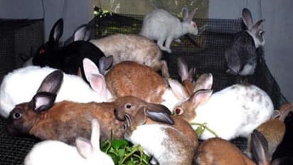 முயல்களுக்கான உணவுகளில் மேற்கொள்ள வேண்டிய நடைமுறைகள் இதோ...