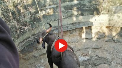 బావిలో పడ్డ అడవి దున్నను ఎలా కాపాడారో చూడండి (వీడియో)