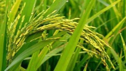 நெல் சாகுபடியில் துத்தநாக சல்பேட், சுண்ணாம்பு மற்றும் ஜிப்சம் எப்படி போடனும்…