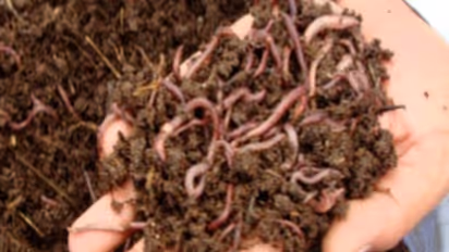 மண்புழுவில் எத்தனை எத்தனை ரகங்கள் இருக்கிறது தெரியுமா?