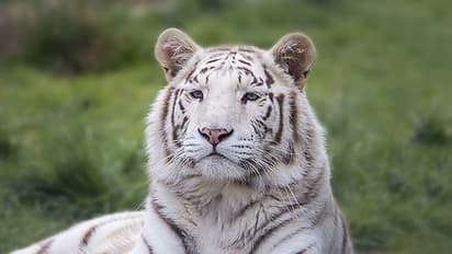 'Possessed' man jumps into a white tiger enclosure, escapes unhurt