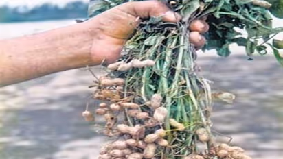 மணிலா பயிரிடும்போது அவற்றிற்கு எந்த மாதிரியான உரங்களை இடலாம்...